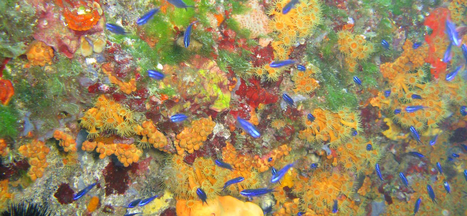 Plongée sous-marine a Rio Marina