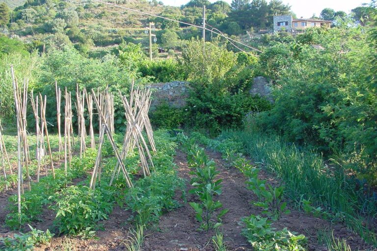 Azienda Agricola La Lecciola