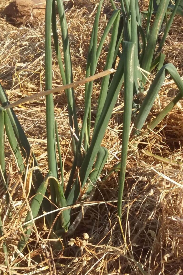 Azienda Agricola La Lecciola